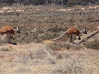 Pic-06 - Murray Sunet Kangaroos in flight